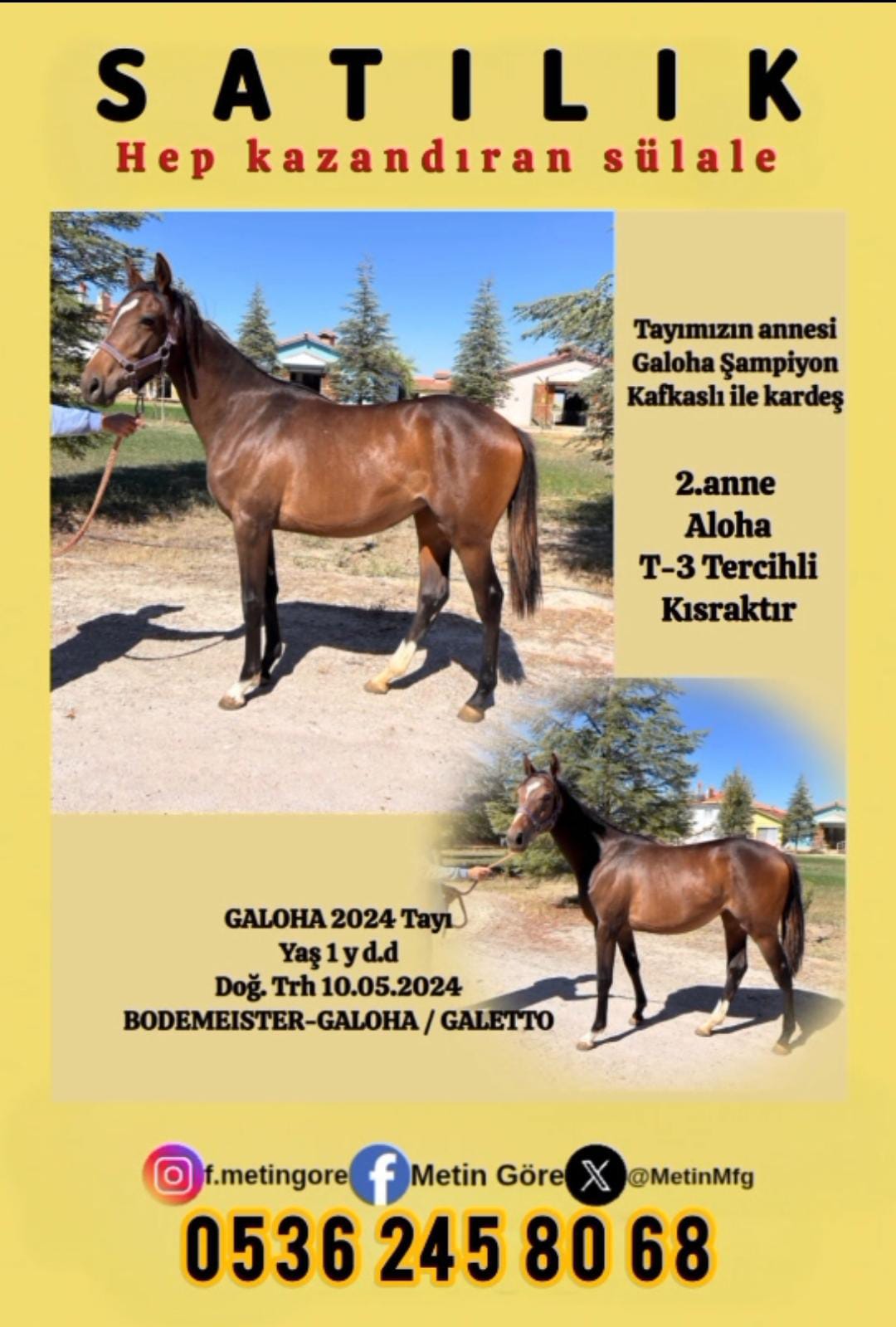 1 BUÇUK YŞ.BODEMEISTER & GALOHA 2024 DİŞİ TAYI ŞAMPİYON TERCİHLİ KISRAK SÜLALESİ